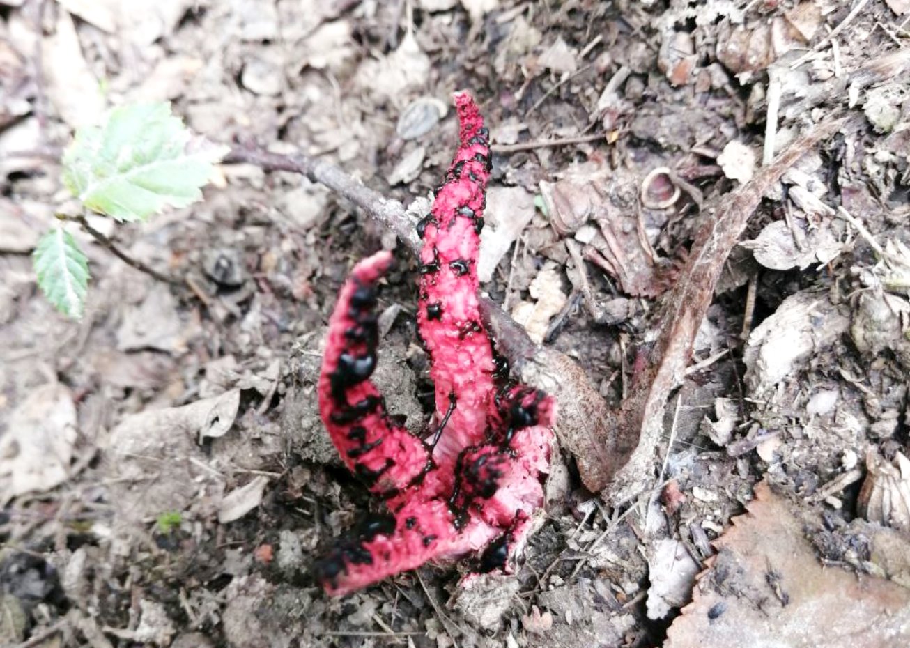 &quot;Пальцы дьявола&quot;. Стоит ли опасаться странных грибов, пугающих украинцев